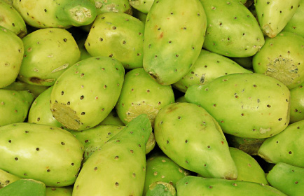 cactus pears
